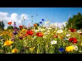 Morning Birdsong | Relaxing Wildflower Meadow Sounds for Deep Sleep [4K]
