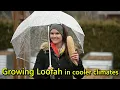 How to Grow Loofah Luffa in a Colder Climate