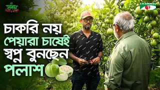 চাকরি নয়, পেয়ারা চাষেই স্বপ্ন বুনছেন পলাশ | Shykh Seraj | Channel i |