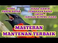 Download Lagu Burung Mantenan Gacor | Masteran Terbaik Sepanjang Masa, Masteran Burung Kicau Untuk Sang Juara