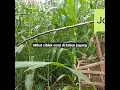 Mikat ciblek semi dikabun jagung#ws channel 1076#Part 04
