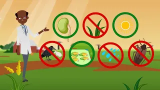The story of aflatoxin and the effective solution, aflasafe!