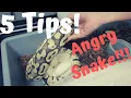 Pulling Eggs from Angry Ball Pythons Without Getting Bit - 5 Tips