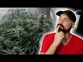 Should You Flush Your Cannabis Grown Hydroponically Before Harvest Let s Talk