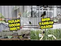 Download Lagu Terapi Sogon Ribut Ampuh Bikin Sogon Makin Gacor