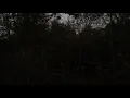 Coyotes howling Owl hooting The sound of nature s Golden Hour