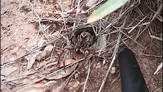 Short Bush-Walk In Victoria - Burrowing House Spiders Everywhere