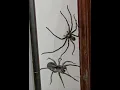 Huntsman spider vs Wolf spider what s the difference