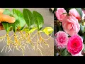 Download Lagu How To Grow Camellia Plant From Single Leaves