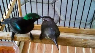 masteran gacor king konin pagi 