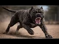 Top 20 Most Illegal Dog Breeds in the World