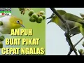 Download Lagu SUARA PLECI LIAR || AMPUH BU4T PIKAT ! MEMANGGIL LAWAN ! \u0026 BIKIN C3PAT NGALAS !!