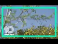 How to treat and prevent your Florida allergies
