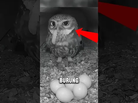 Burung Hantu Ini Bingung Apa Salahnya 😭