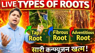 Types Of Roots In Plants | Fibrous root, Tap root, Adventitious root| Morphology Of Flowering Plants