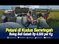 Lagu Petani di Kudus Semringah, Bulog Beli Gabah Rp 6.500 per Kg