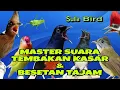 Lagu Masteran Tembakan Kasar dan tajam yang bikin juri melongo