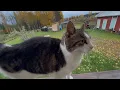 Download Lagu Sohvat vaihettu,syksyä, vettä ja puitakin jäi vielä..