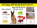 Download Lagu Dog vomit क्यू करता है : dog vomiting problem and solution