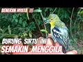 Download Lagu viral‼️ Burung Sirtu Liar Kesurupan‼️Manusia Saja diLawan