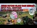 Download Lagu BERBURU AYAM HUTAN SUPER DEKAT DEKAT‼️AUTO PANEN SEKARUNG DEK 🤩😍