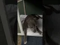 Lolaenglishstaffy
