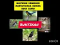 Download Lagu KOMBINASI CUCAK IJO MINI,DECU,SRDC, TLEDEKAN, BRANJANGAN,KENARI,KASO KASO,JONGKANGAN 5 MENIT