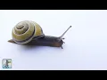 Download Lagu Beautiful Snails! - 2 HOURS Best Relaxing Music \u0026 Amazing Nature Scenery (1080p HD)