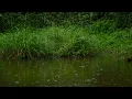 Download Lagu Lotus Rain Ambience | Meditation for Anxiety Relief \u0026 Better Sleep