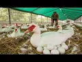 Download Lagu Raising Muscovy Duck - Egg Business, Egg Collection - Muscovy Duck Farm