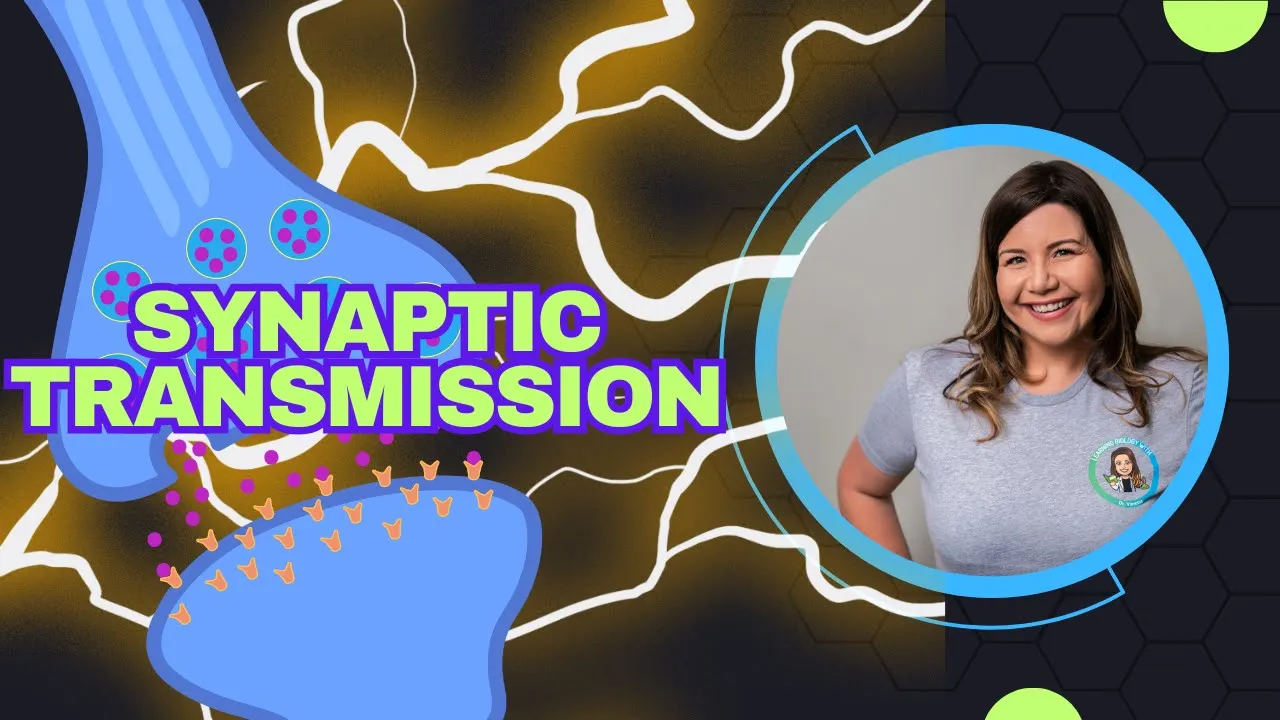 How Neurons Talk: Synaptic Transmission, Neurotransmitters, and Ending the Signal
