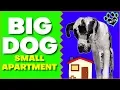 7 Best Large Dog Breeds for Apartments - Large Apartment-Friendly Dogs