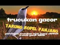 Download Lagu PANCINGAN DAN MASTERAN TRUCUK ROPEL  BIAR TRUCUKAN BUNYI GACOR PAGI SIANG DAN MALAM. trucuk gacor