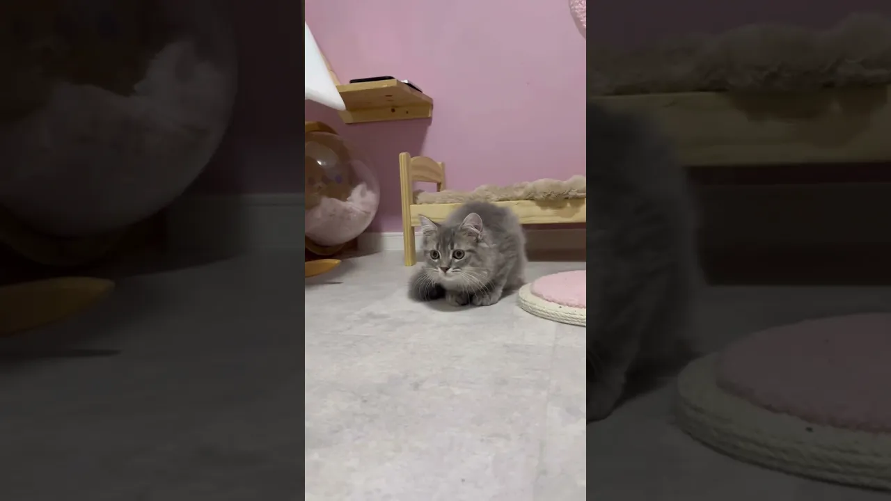 動画