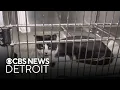 More than 80 cats rescued from home in Harrison Township