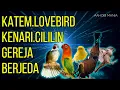 Download Lagu KATEM Lovebird Kenari Cililin Gereja MASTERAN BURUNG BERJEDA