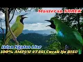 Download Lagu 99% Isian dan Tembakan Meah, Bikin Cucak Ijo Makin GACOR