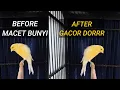Download Lagu Cara mengatasi kenari MACET bunyi supaya GACOR kembali || Penyebab kenari mandek dan solusinya