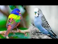 Download Lagu Jenis Burung Peliharaan Paling Populer 🐦