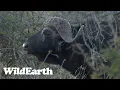 WildEarth - Sunset Safari