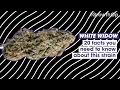 20 facts you need to know about White Widow Strain Facts