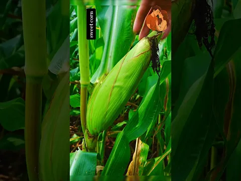 We Made Jelly From Sweet Corn! π±π½ #cooking #traditional #recipe #food