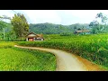 Download Lagu SUNGGUH INDAH! Pemandangan Alam Tasikmalaya, Suasana Pedesaan Jawa Barat, Beautiful Village Atmosfer