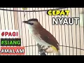 Download Lagu AMPUH Pancingan trucukan GACOR Bikin trucuk malas bunyi JADI RAJIN BUNYI