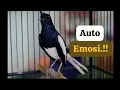 Download Lagu Burung kacer gacor pagi hari, bikin emosi kacer lain supaya ikut bunyi..