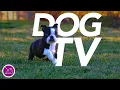 Download Lagu [No Ads] DOG TV - Relaxing Virtual Dog Walk - Entertainment for Dogs!