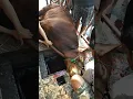 Download Lagu Subhanallah.. Lihat Sapi Pejamkan Mata, seolah ngerti mau disembelih