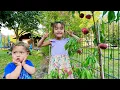 Download Lagu PANEN PEACH 🍑 DONUT di Kebon😍 07.25