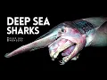 Download Lagu Why Sharks get Creepier the Deeper you Go