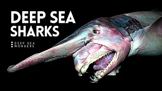 Download Why Sharks get Creepier the Deeper you Go MP3